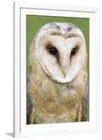 Barn Owl Close-Up-Hal Beral-Framed Photographic Print