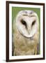 Barn Owl Close-Up-Hal Beral-Framed Photographic Print