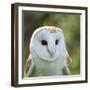 Barn Owl close Up-fotogenix-Framed Photographic Print