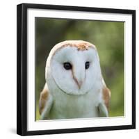 Barn Owl close Up-fotogenix-Framed Photographic Print