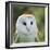 Barn Owl close Up-fotogenix-Framed Photographic Print