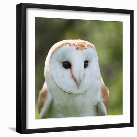 Barn Owl close Up-fotogenix-Framed Photographic Print