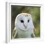 Barn Owl close Up-fotogenix-Framed Photographic Print