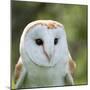 Barn Owl close Up-fotogenix-Mounted Photographic Print