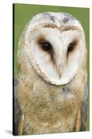 Barn Owl Close-Up-Hal Beral-Stretched Canvas
