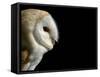 Barn Owl , Cornwall, UK-Ross Hoddinott-Framed Stretched Canvas