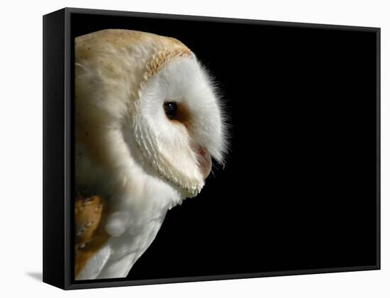 Barn Owl , Cornwall, UK-Ross Hoddinott-Framed Stretched Canvas