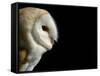 Barn Owl , Cornwall, UK-Ross Hoddinott-Framed Stretched Canvas