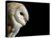 Barn Owl , Cornwall, UK-Ross Hoddinott-Stretched Canvas