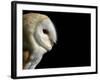 Barn Owl , Cornwall, UK-Ross Hoddinott-Framed Photographic Print