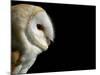 Barn Owl , Cornwall, UK-Ross Hoddinott-Mounted Photographic Print