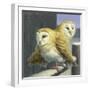 Barn Owl Couple-W Johnson James-Framed Giclee Print