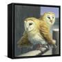 Barn Owl Couple-W Johnson James-Framed Stretched Canvas