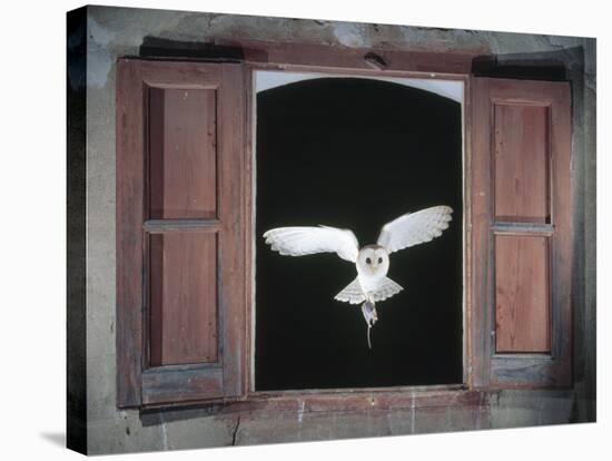 Barn Owl Flying into Building Through Window Carrying Mouse Prey, Girona, Spain-Inaki Relanzon-Stretched Canvas