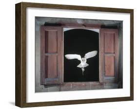 Barn Owl Flying into Building Through Window Carrying Mouse Prey, Girona, Spain-Inaki Relanzon-Framed Photographic Print