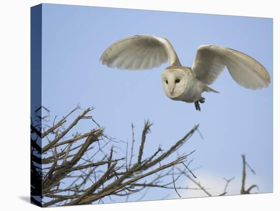 Barn Owl Hunting Along Roadside Hedge, Norfolk, UK-Gary Smith-Stretched Canvas
