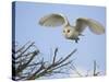 Barn Owl Hunting Along Roadside Hedge, Norfolk, UK-Gary Smith-Stretched Canvas