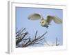 Barn Owl Hunting Along Roadside Hedge, Norfolk, UK-Gary Smith-Framed Photographic Print