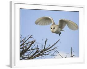 Barn Owl Hunting Along Roadside Hedge, Norfolk, UK-Gary Smith-Framed Photographic Print