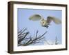 Barn Owl Hunting Along Roadside Hedge, Norfolk, UK-Gary Smith-Framed Photographic Print