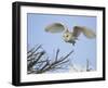 Barn Owl Hunting Along Roadside Hedge, Norfolk, UK-Gary Smith-Framed Photographic Print