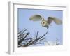 Barn Owl Hunting Along Roadside Hedge, Norfolk, UK-Gary Smith-Framed Photographic Print