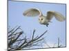 Barn Owl Hunting Along Roadside Hedge, Norfolk, UK-Gary Smith-Mounted Photographic Print