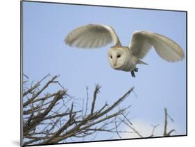 Barn Owl Hunting Along Roadside Hedge, Norfolk, UK-Gary Smith-Mounted Photographic Print