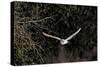 Barn Owl Hunting in Evening-null-Stretched Canvas