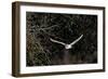 Barn Owl Hunting in Evening-null-Framed Photographic Print