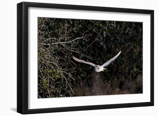 Barn Owl Hunting in Evening-null-Framed Photographic Print