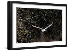 Barn Owl Hunting in Evening-null-Framed Photographic Print