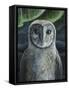 Barn Owl II-Jamin Still-Framed Stretched Canvas