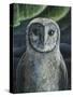 Barn Owl II-Jamin Still-Stretched Canvas