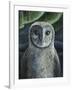 Barn Owl II-Jamin Still-Framed Giclee Print