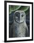 Barn Owl II-Jamin Still-Framed Giclee Print