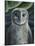 Barn Owl II-Jamin Still-Mounted Giclee Print