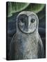 Barn Owl II-Jamin Still-Stretched Canvas