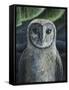 Barn Owl II-Jamin Still-Framed Stretched Canvas