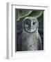 Barn Owl II-Jamin Still-Framed Giclee Print