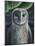 Barn Owl II-Jamin Still-Mounted Giclee Print