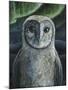 Barn Owl II-Jamin Still-Mounted Giclee Print