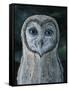 Barn Owl III-Jamin Still-Framed Stretched Canvas