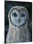 Barn Owl III-Jamin Still-Mounted Giclee Print