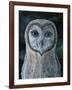 Barn Owl III-Jamin Still-Framed Giclee Print