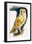 Barn Owl, Illustration from 'Peeps at Nature', 1963-English Photographer-Framed Giclee Print