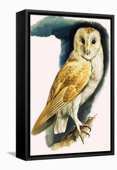 Barn Owl, Illustration from 'Peeps at Nature', 1963-English Photographer-Framed Stretched Canvas