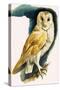 Barn Owl, Illustration from 'Peeps at Nature', 1963-English Photographer-Stretched Canvas