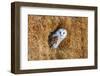 Barn Owl in A Hay Bale-WhitcombeRD-Framed Photographic Print