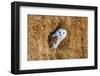 Barn Owl in A Hay Bale-WhitcombeRD-Framed Photographic Print